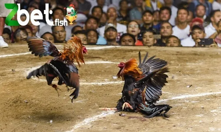 Đá Gà Zbet 3 Hướng dẫn để tham gia cược đá gà tại Zbet