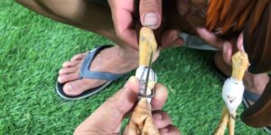 da ga cua dao zbet 3