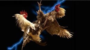 da ga hau kieng zbet 1