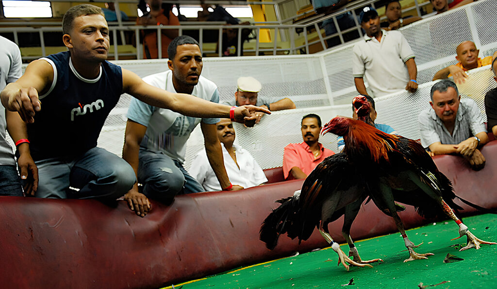 Đá Gà Mỹ Zbet 1 da ga my zbet 1