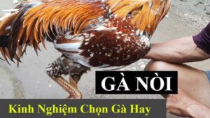 meo chon ga choi zbet 1