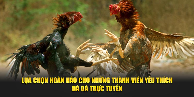 Thủ Thuật Phân Tích Trận Đấu Đá Gà 4 Yếu tố bên ngoài ảnh hưởng đến kết quả