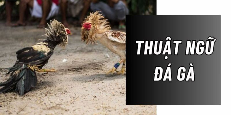 Thuật Ngữ Đá Gà Zbet 2 Tìm hiểu một số thuật ngữ đá gà Zbet thường gặp