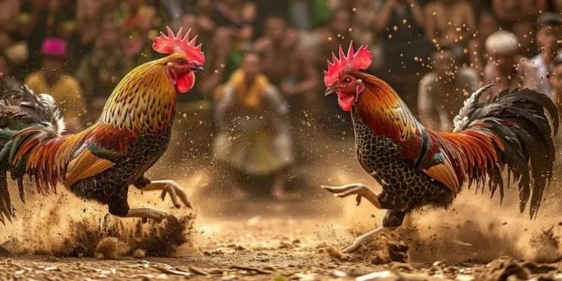 Thuật Ngữ Đá Gà Zbet 3 Đá gà trực tuyến là một trong những hinh thức đá gà thu hút người xem