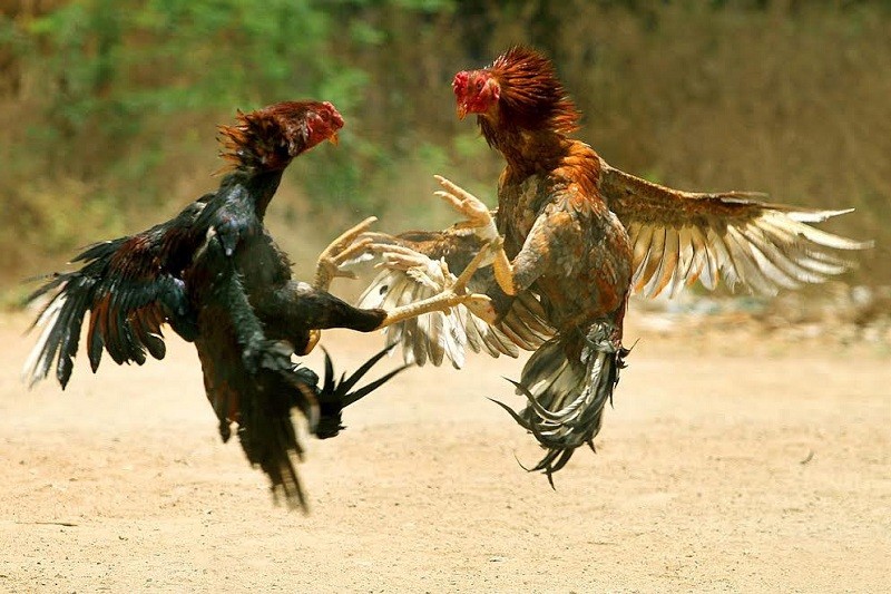 Thuật Ngữ Đá Gà Zbet 4 Những đấu thủ gà tham gia vào trận chiến